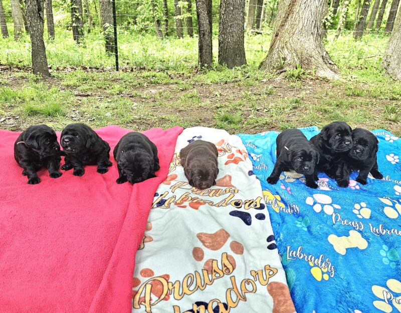 puppies-5-25